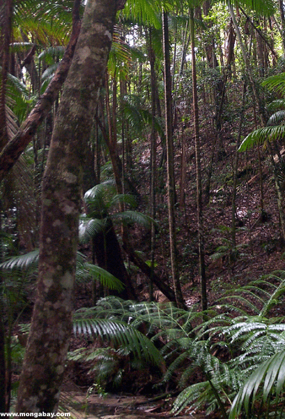 Forêt tropicale d'île de Fraser