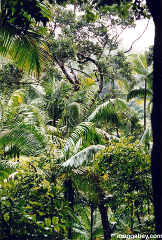 el más rainforest