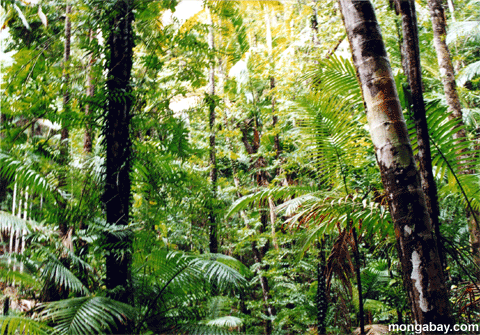 тропических лесов