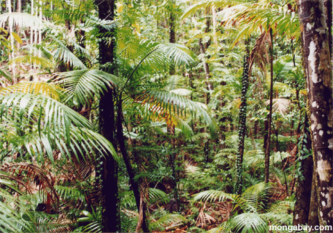 тропических лесов