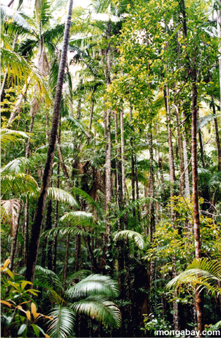 forêt tropicale