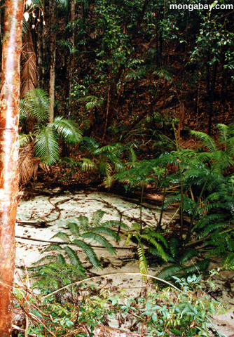 熱帯雨林の小川