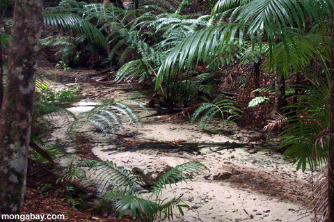 熱帯雨林の小川