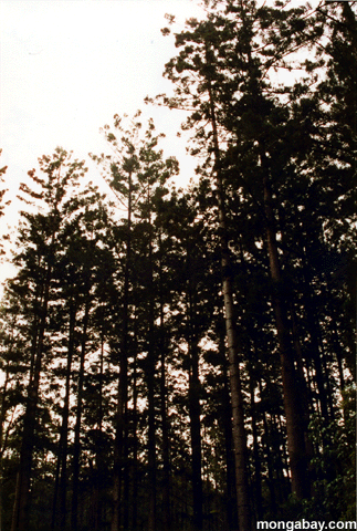 árvores mostradas em silhueta