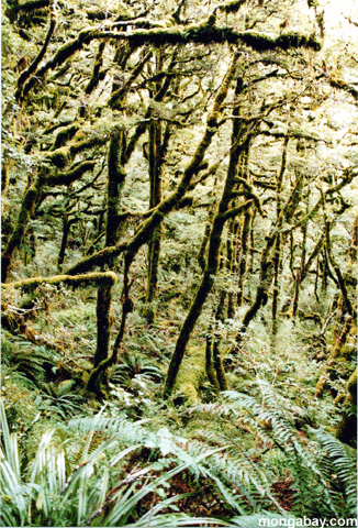 буковый лес