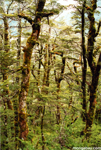 bosque de la haya en Nueva Zelandia