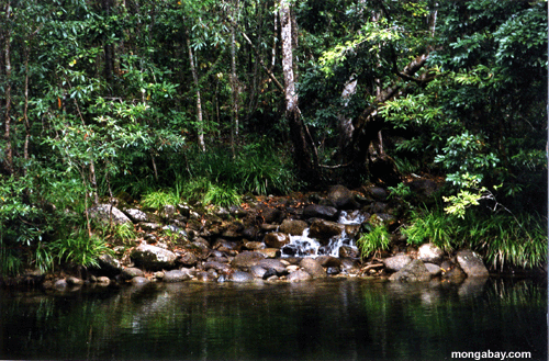 O creek o mais rainforest de Daintree - estação seca