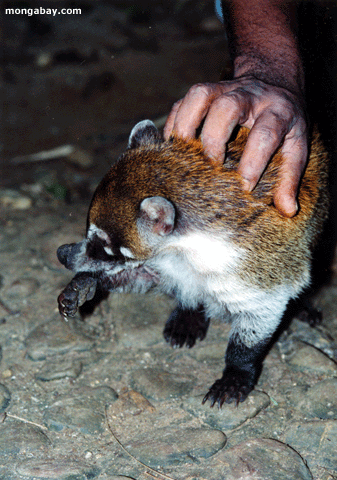 Coatimundi del animal doméstico (Coati)