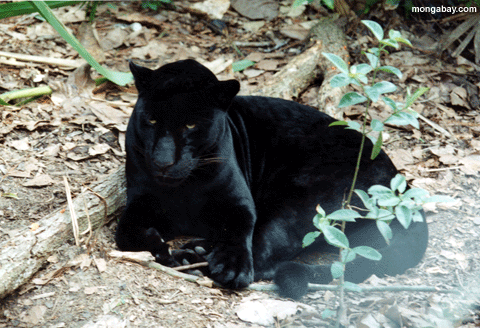 Jaguar preto