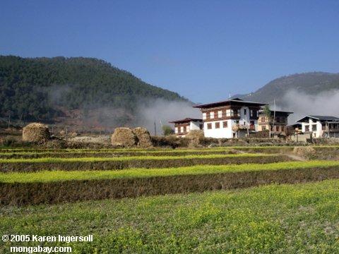 Gisements de riz au Bhutan