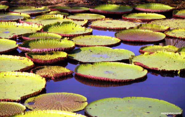 Amazonas waterlillies
