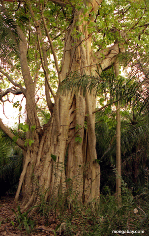 Pantanal Strangler Fig, Brazil