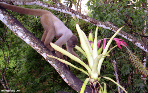 Woolly Monkey Bromeliad, Brazil