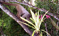 Woolly Monkey Bromeliad, Brazil