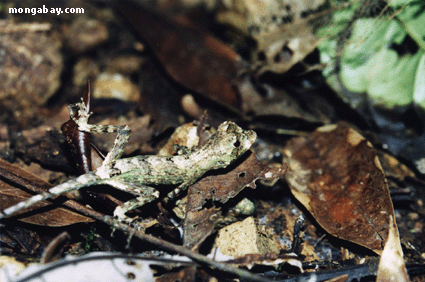 ящерица, Коста-Рика