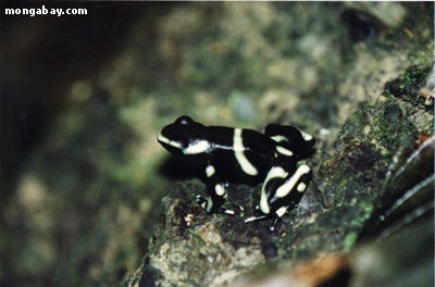 зеленый яд Дар-лягушка, Коста-Рика