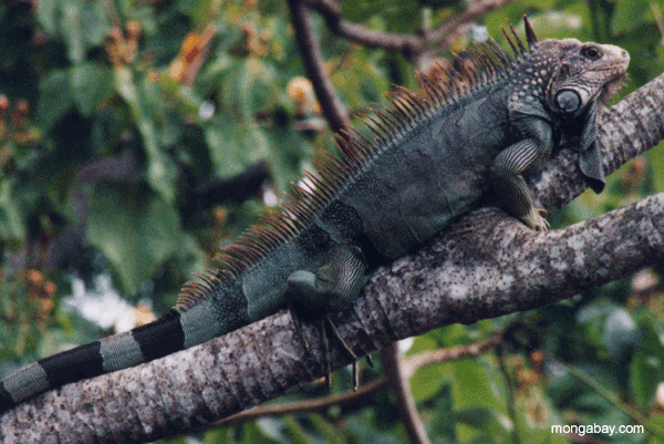 игуана мужчина, Коста-Рика