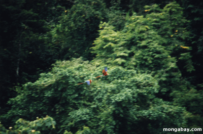 алый macaws, Коста-Рика