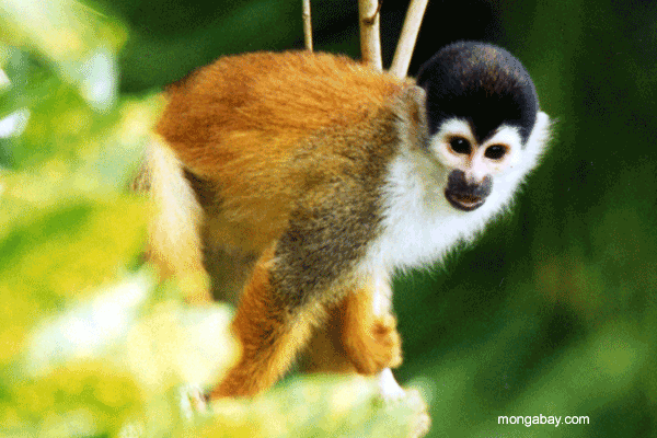 Eichhörnchen-Affe, Costa-Rica 