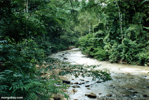 Rainforest creek [cr_river_07]