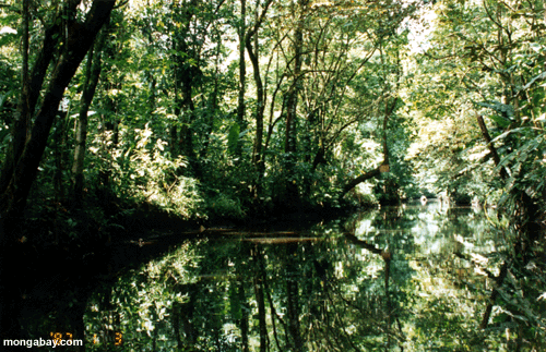 Creek near Tortuguero