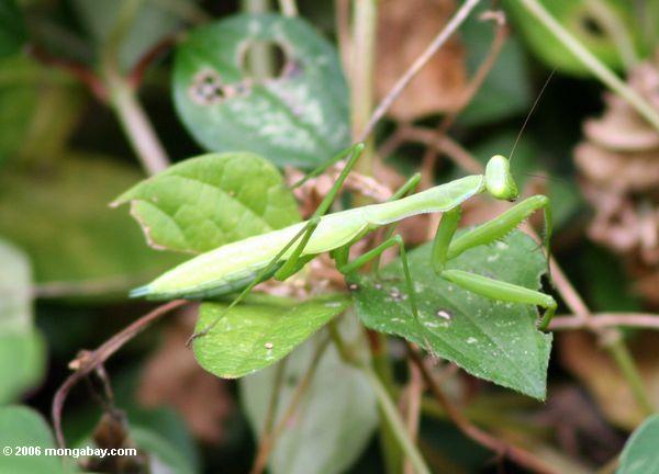 Hellgrüner betender Mantis
