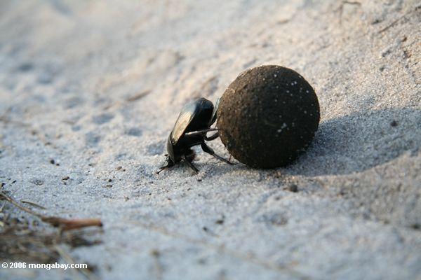 Escarabajo de Dung que empuja una bola del dung