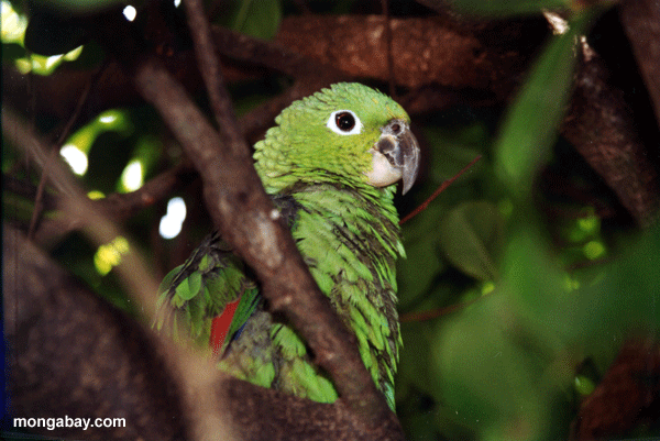 Papagaio verde, Honduras