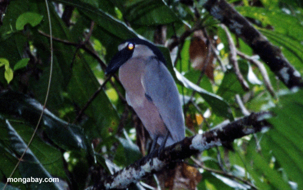 Heron, Honduras