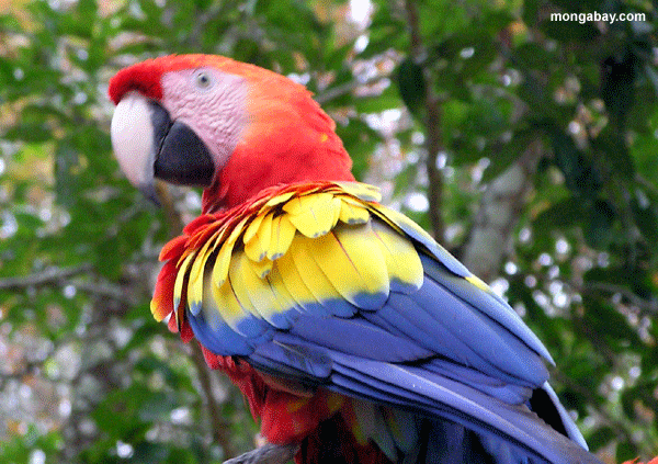Écarlate Macaw, Honduras