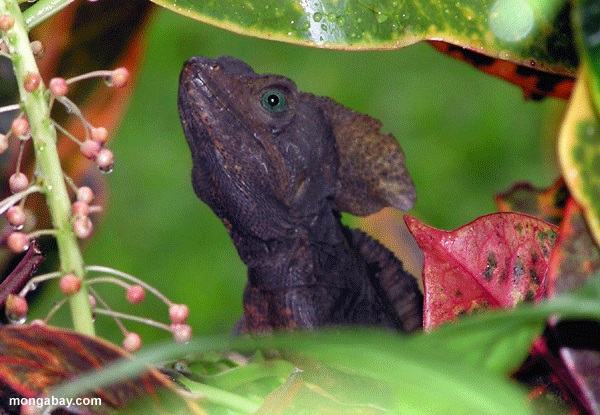 Basilisk masculino, Honduras