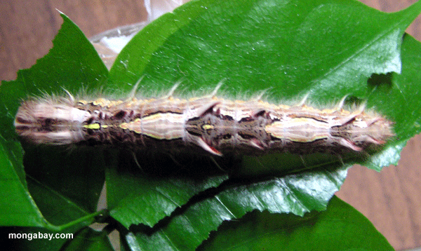 Morpho bleu Caterpillar, Honduras