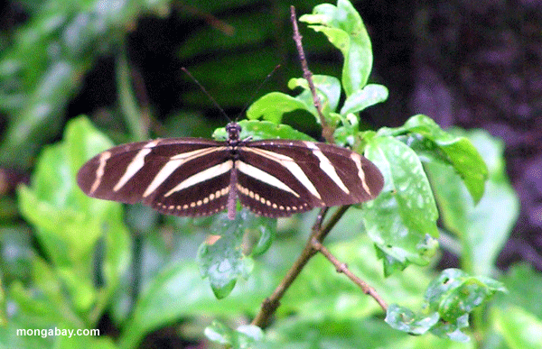 Charitonius de Heliconius, Honduras