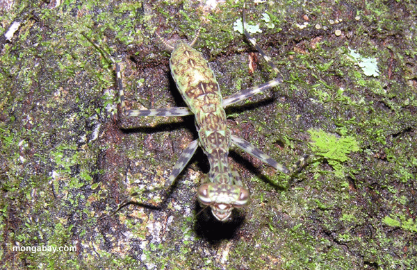 Prier le Mantis, Honduras