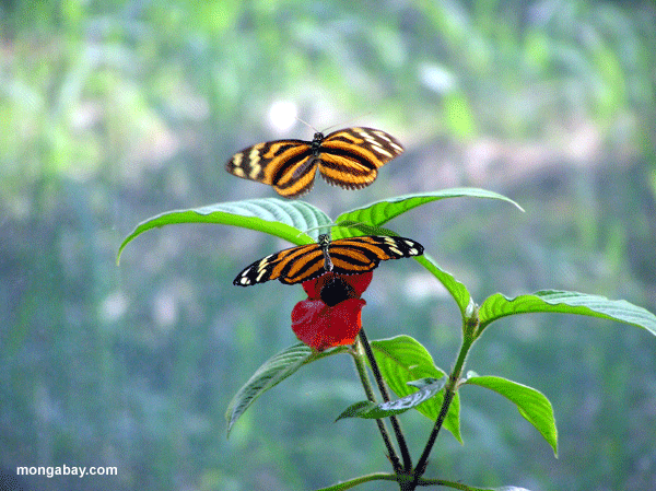 Papillons, Honduras