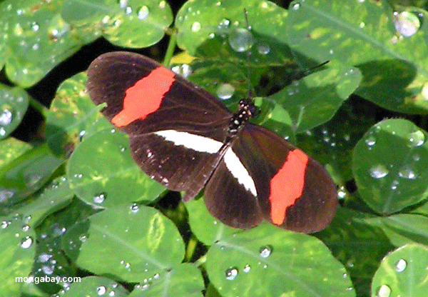 parides бабочка, Гондурас