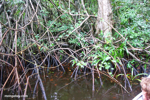 Mangroves de Cuero-Salado