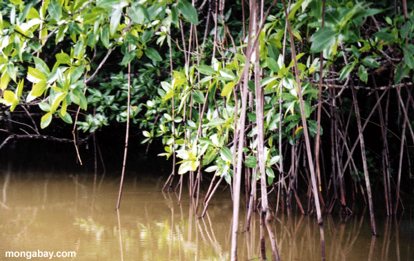 Mangroves in Honduras