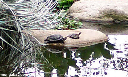Turtles