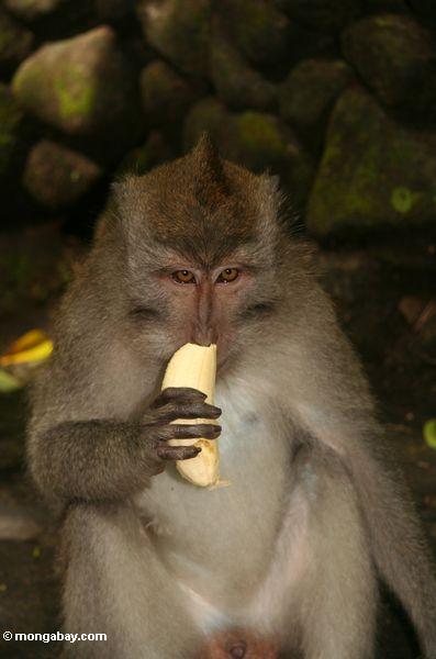 Mono masculino de Cynomolgus que come un platano