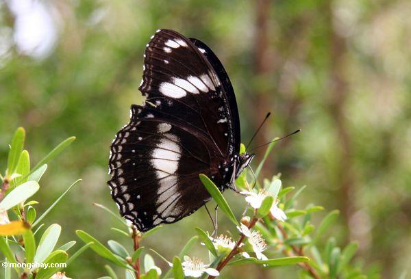 Mariposa blanca y negro en la flor