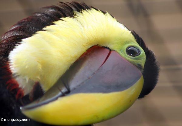 Pictures Of Toucan - Free Toucan pictures 