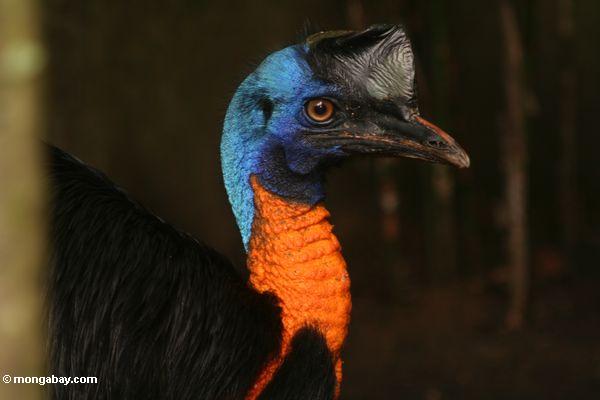 Golden-Ansatz Cassowary (Casuarius unappendiculatus)