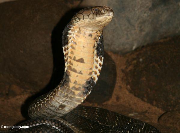 The king cobra has been evaluated by the IUCN Red List for the first time and listed as Vulnerable. Photo by: Rhett A. Butler.
