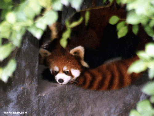 Lesser Panda