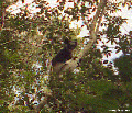 Indri lemur in Andasibe (Andasibe)
