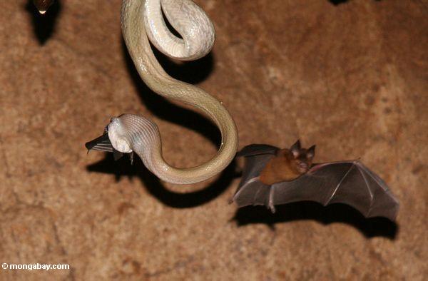 La serpiente de la vivienda de la cueva (ridleyi del taeniura de Elaphe) que come un palo como otra vuela por