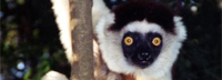 Madagascar: Information on a country rich with culture and biodiversity.