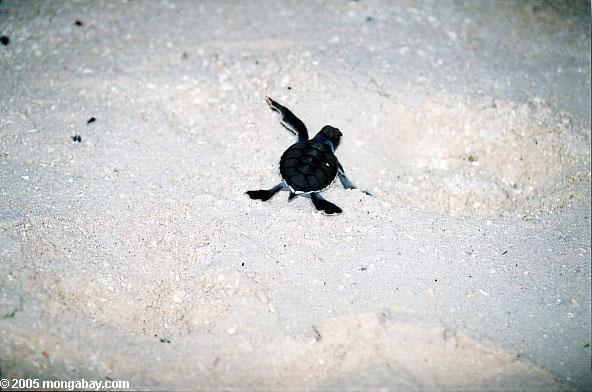 Baby sea turtle, Australia