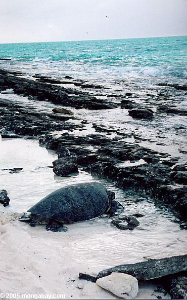 Angeschwemmte grünes Seeschildkröte